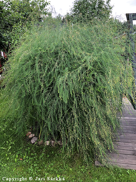 Asparagus officinalis, parsa